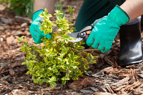 Professional garden maintenance for a Mortlake home entrance