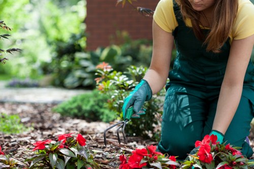 Professional lawn care in Mortlake adapting to local garden conditions