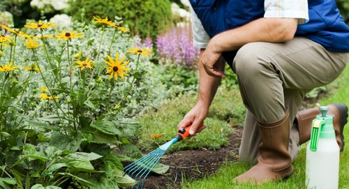 Hedge trimming and lawn care for a Mortlake garden