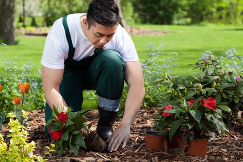 Fertilising and improving lawn health in Mortlake garden